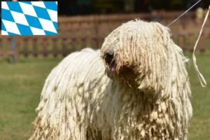 Read more about the article Komondor breeders and puppies in Bavaria