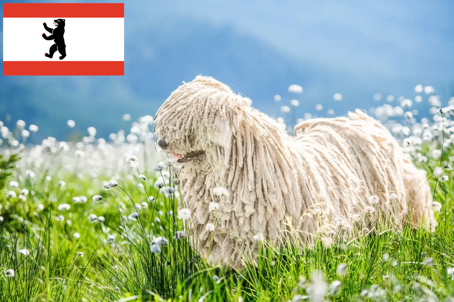 Read more about the article Komondor breeders and puppies in Berlin