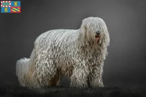 Read more about the article Komondor breeders and puppies in Bourgogne-Franche-Comté