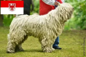 Read more about the article Komondor breeders and puppies in Brandenburg