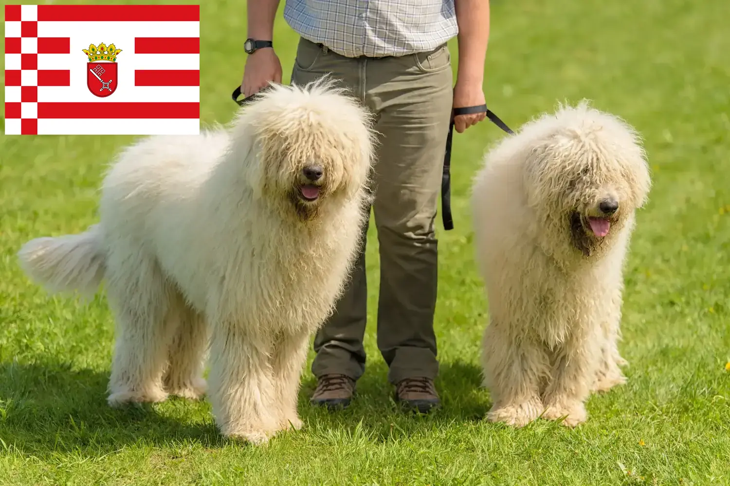 Read more about the article Komondor breeders and puppies in Bremen