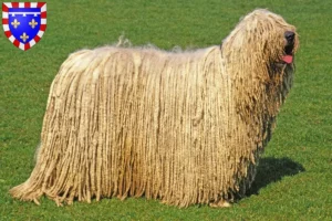 Read more about the article Komondor breeders and puppies in Centre-Val de Loire