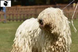 Read more about the article Komondor breeders and puppies in Corsica