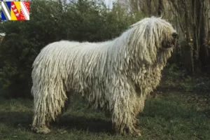 Read more about the article Komondor breeders and puppies in Grand Est