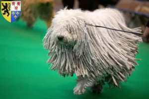 Read more about the article Komondor breeders and puppies in Hauts-de-France