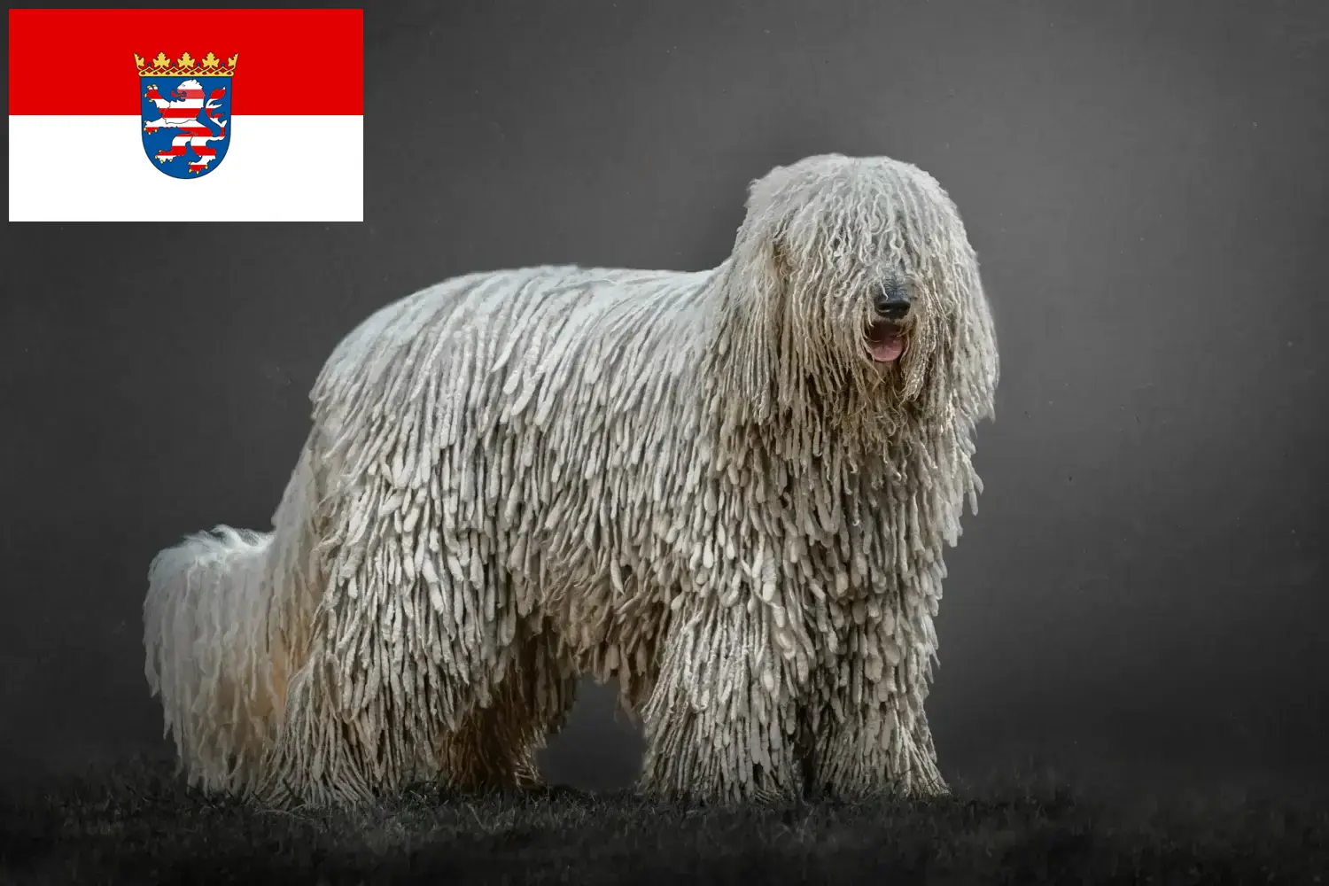 Read more about the article Komondor breeders and puppies in Hessen