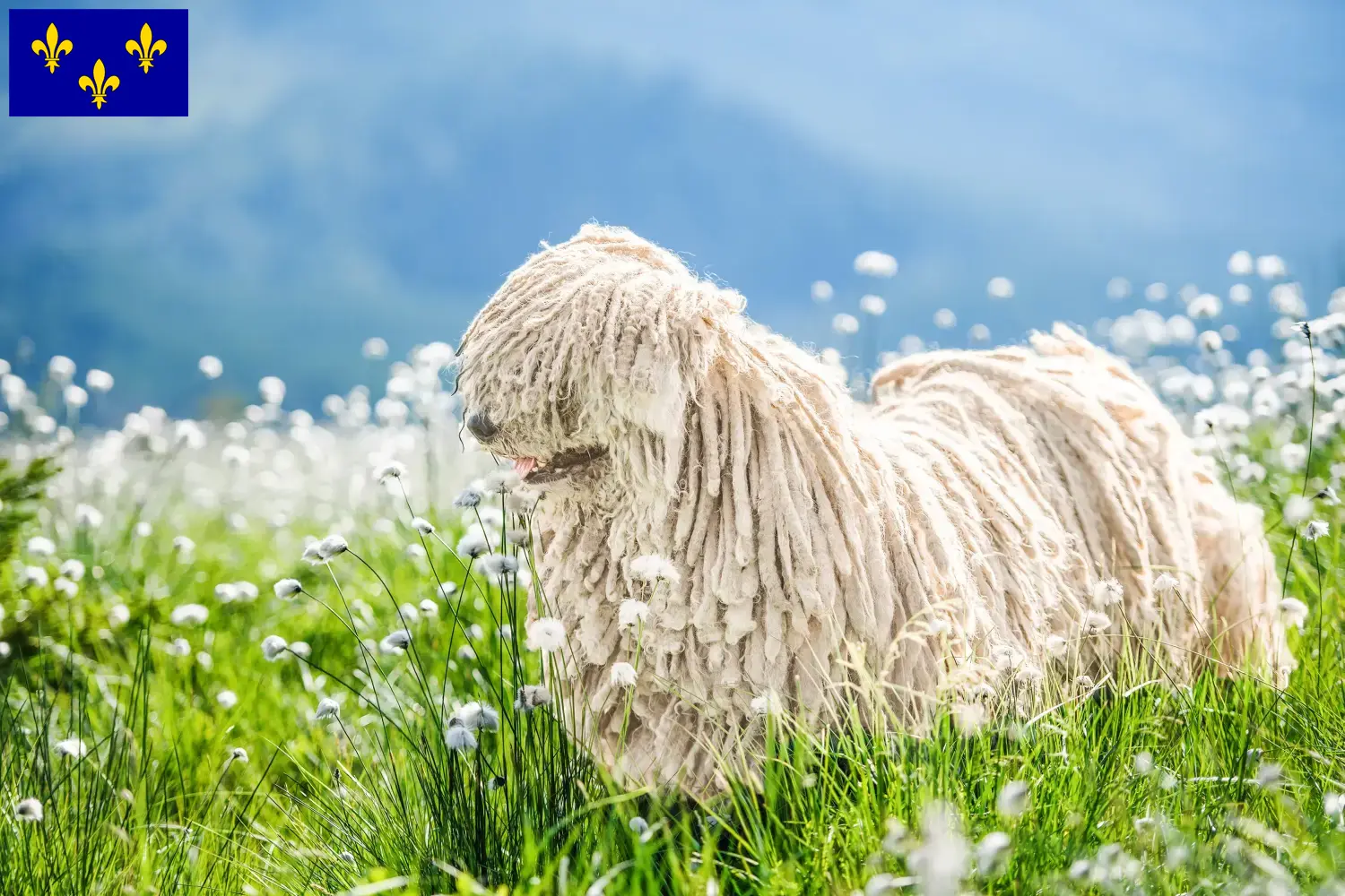 Read more about the article Komondor breeders and puppies in Île-de-France