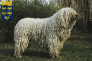 Read more about the article Komondor breeders and puppies in Lower Austria