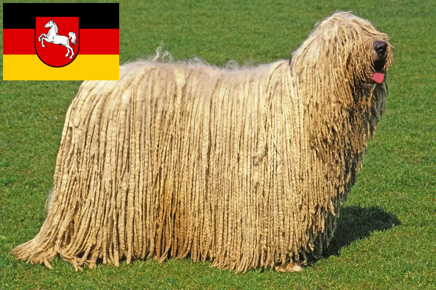 Read more about the article Komondor breeders and puppies in Lower Saxony