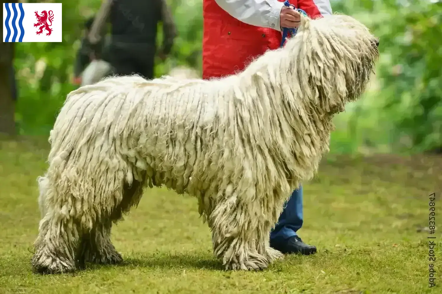 Read more about the article Komondor breeders and puppies in Nouvelle-Aquitaine