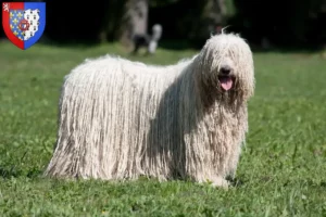 Read more about the article Komondor breeders and puppies in Pays de la Loire