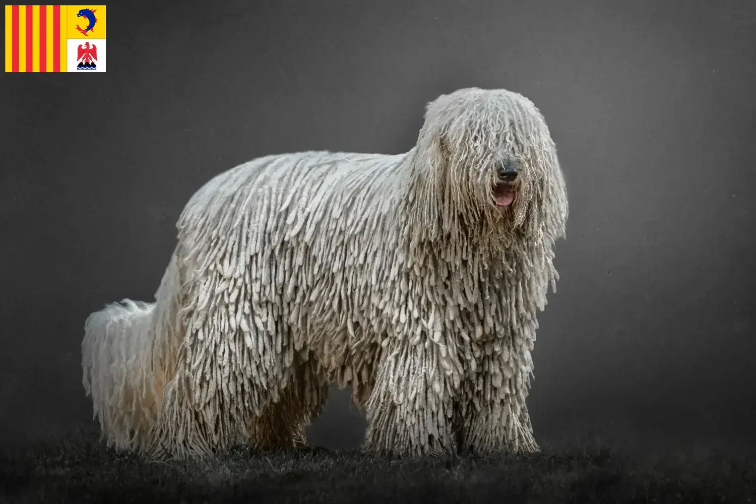 Read more about the article Komondor breeders and puppies in Provence-Alpes-Côte d’Azur