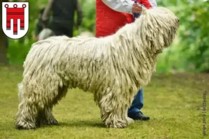 Read more about the article Komondor breeders and puppies in Vorarlberg