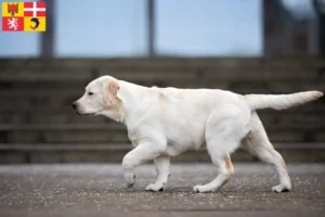 Read more about the article Labrador breeders and puppies in Auvergne-Rhône-Alpes