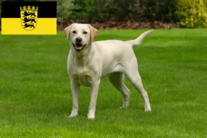 Read more about the article Labrador breeders and puppies in Baden-Württemberg