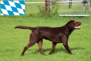 Read more about the article Labrador breeders and puppies in Bavaria