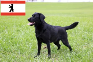 Read more about the article Labrador breeders and puppies in Berlin