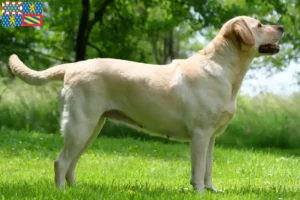 Read more about the article Labrador breeders and puppies in Bourgogne-Franche-Comté