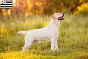 Read more about the article Labrador breeders and puppies in Brittany