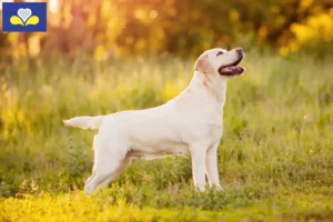 Read more about the article Labrador breeders and puppies in the Brussels-Capital Region