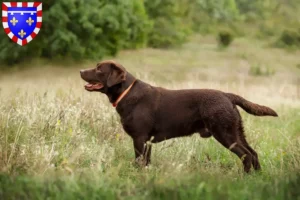 Read more about the article Labrador breeders and puppies in Centre-Val de Loire