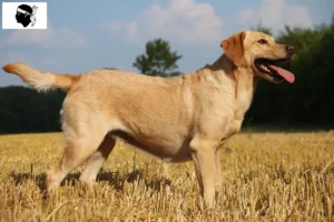 Read more about the article Labrador breeders and puppies in Corsica