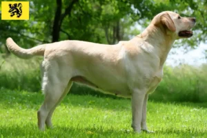 Read more about the article Labrador breeders and puppies in Flanders