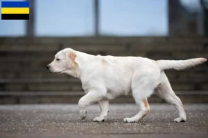 Read more about the article Labrador breeders and puppies in Gelderland