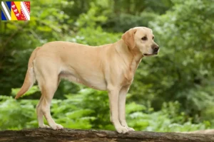 Read more about the article Labrador breeders and puppies in Grand Est