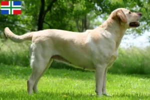 Read more about the article Labrador breeders and puppies in Groningen