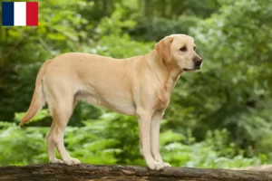 Read more about the article Labrador breeders and puppies in Guadeloupe