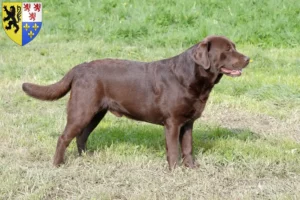 Read more about the article Labrador breeders and puppies in Hauts-de-France