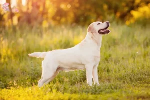 Read more about the article Labrador breeders and puppies in Hovedstaden