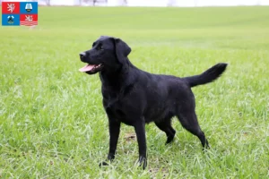 Read more about the article Labrador breeders and puppies in Karlsbad