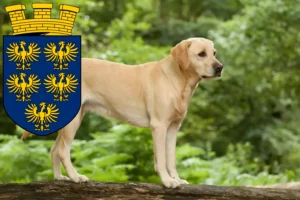 Read more about the article Labrador breeders and puppies in Lower Austria