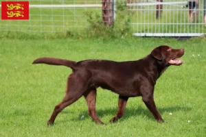 Read more about the article Labrador breeders and puppies in Normandy