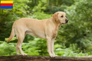 Read more about the article Labrador breeders and puppies in North Holland