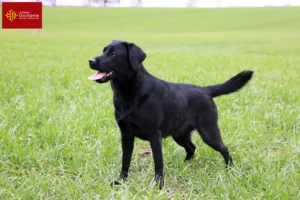 Read more about the article Labrador breeders and puppies in Occitania