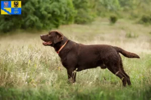 Read more about the article Labrador breeders and puppies in Olomouc