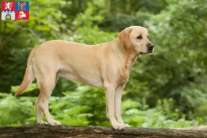 Read more about the article Labrador breeders and puppies in Pardubice