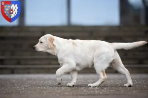 Read more about the article Labrador breeders and puppies in Pays de la Loire