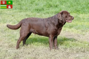 Read more about the article Labrador breeders and puppies in Pilsen