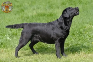 Read more about the article Labrador breeders and puppies in Prague