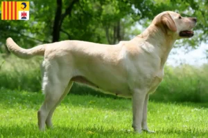 Read more about the article Labrador breeders and puppies in Provence-Alpes-Côte d’Azur