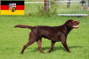 Read more about the article Labrador breeders and puppies in Saarland