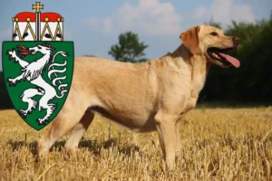 Read more about the article Labrador breeders and puppies in Styria