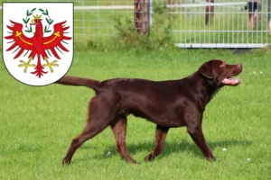 Read more about the article Labrador breeders and puppies in Tyrol