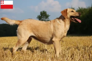 Read more about the article Labrador breeders and puppies in Utrecht