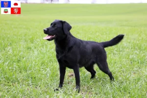 Read more about the article Labrador breeders and puppies in Vysočina