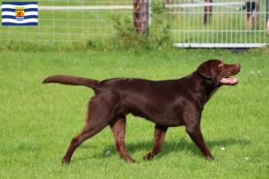 Read more about the article Labrador breeders and puppies in Zeeland